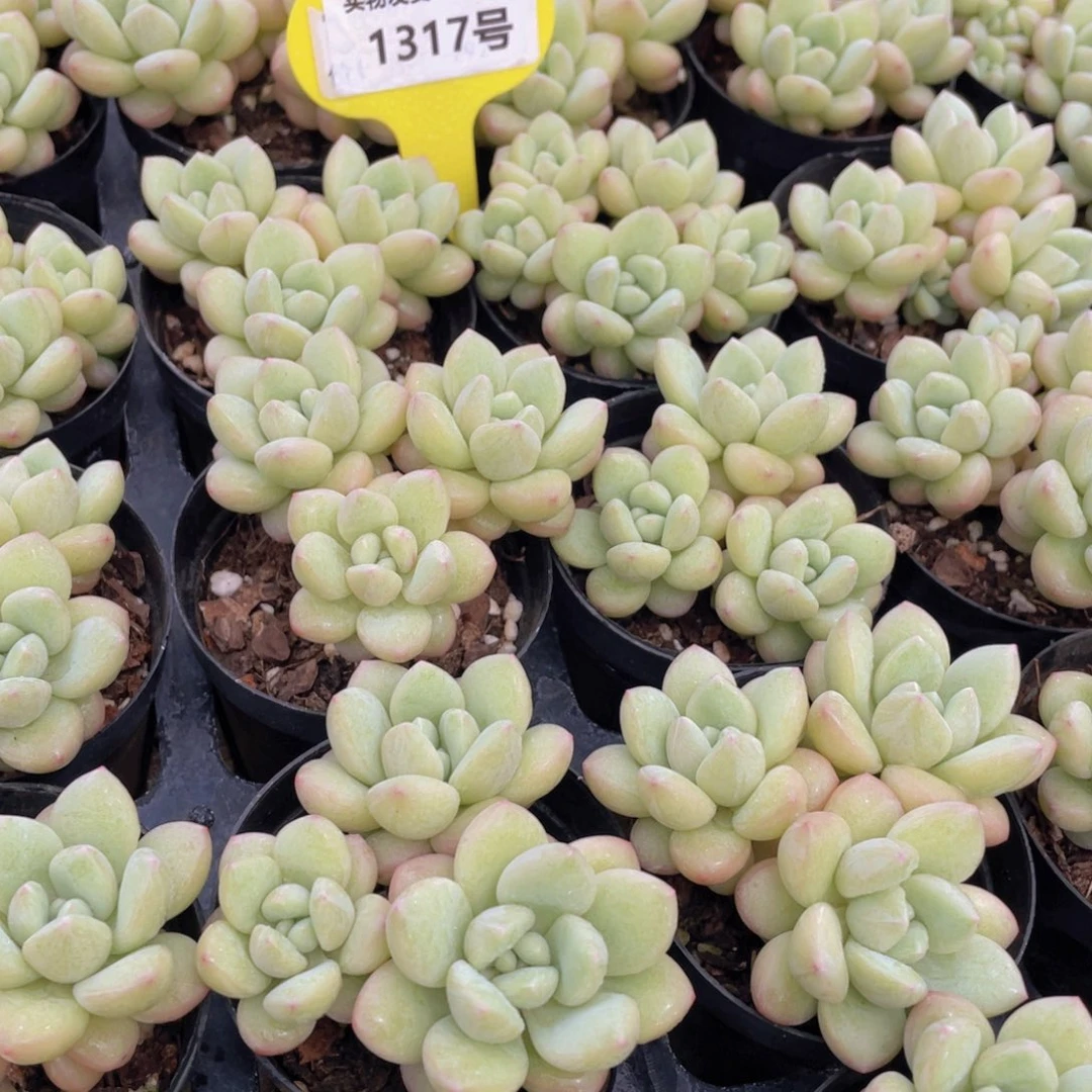 1317号 泡泡糖群生老桩一个