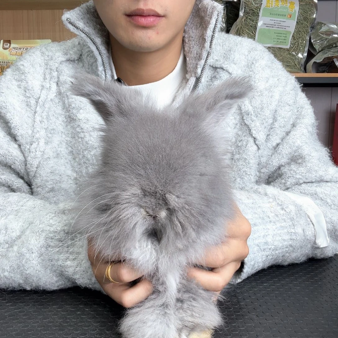 安哥拉星黛露弟弟