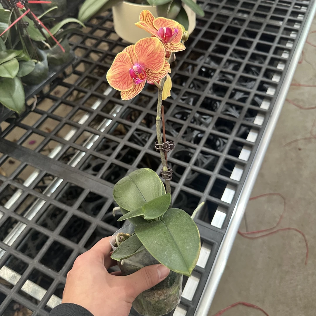 【大吉利】蝴蝶兰