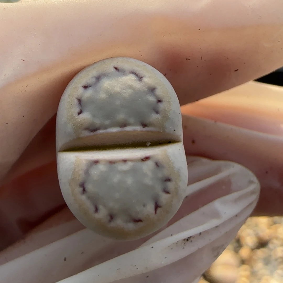 11.26辛然园艺1621.6饼干福利9104