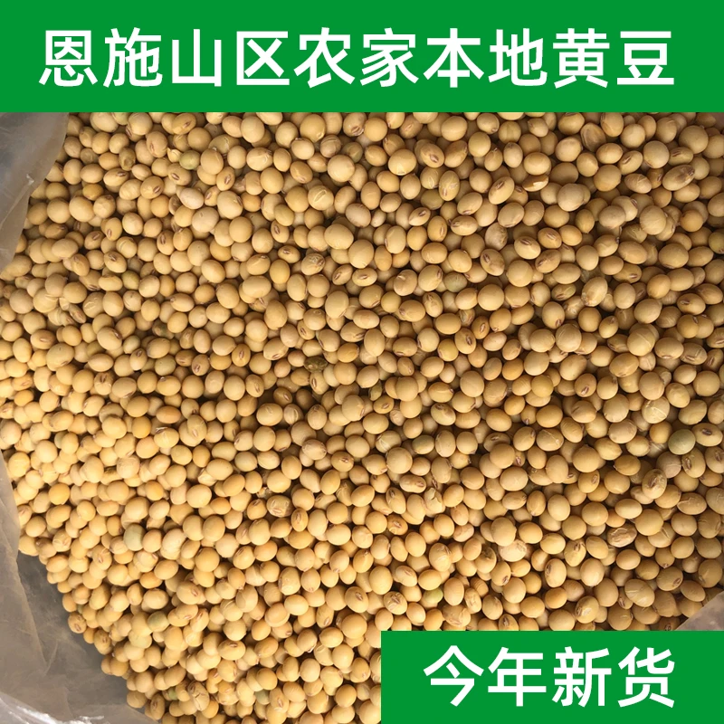 25年恩施山区农家本地黄豆自然生长小打豆浆磨豆腐发豆芽