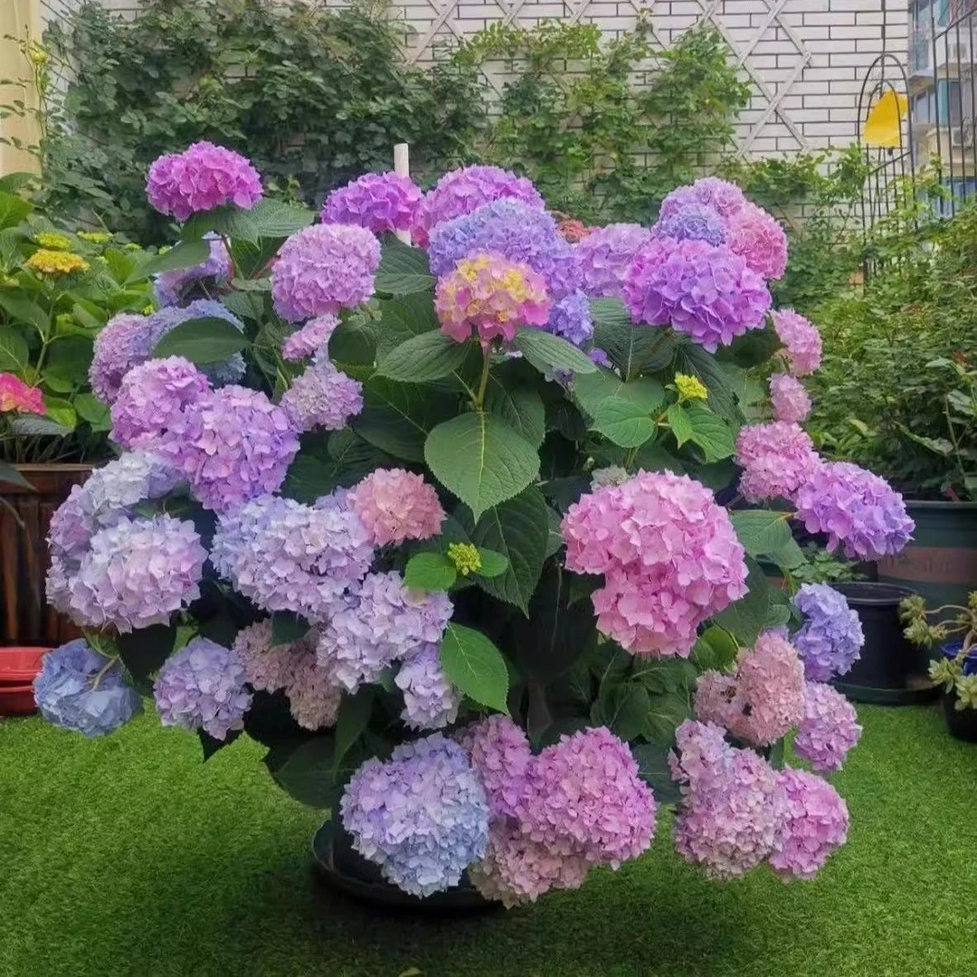 无尽夏绣球花盆栽绣球八仙花苗地栽庭院老根四季耐寒花卉云南发货