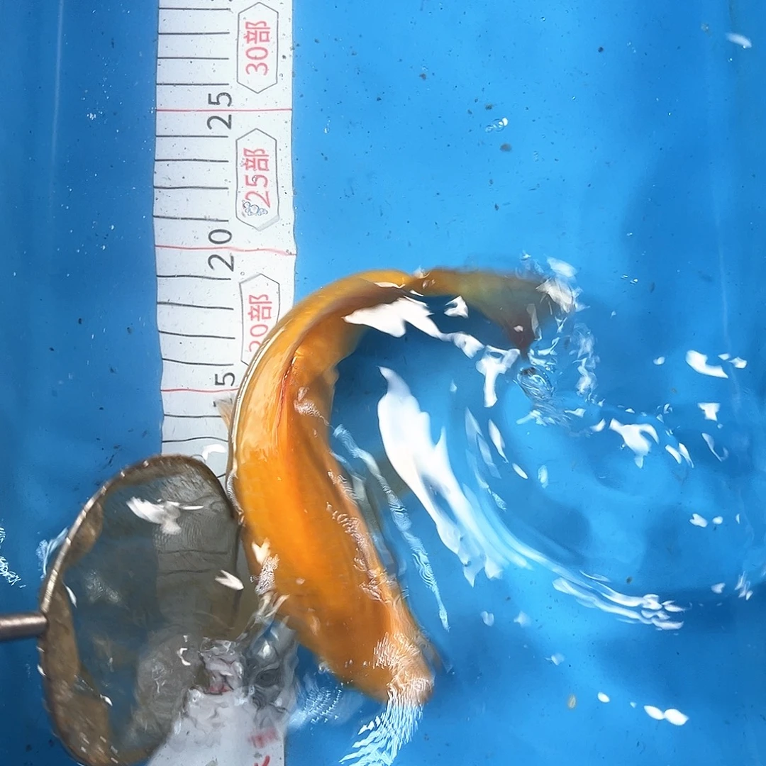 锦鲤鑫泓锦鲤养殖