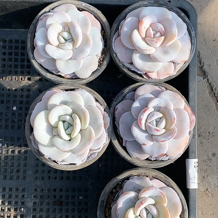 蟹**o23-20号一物一拍雪