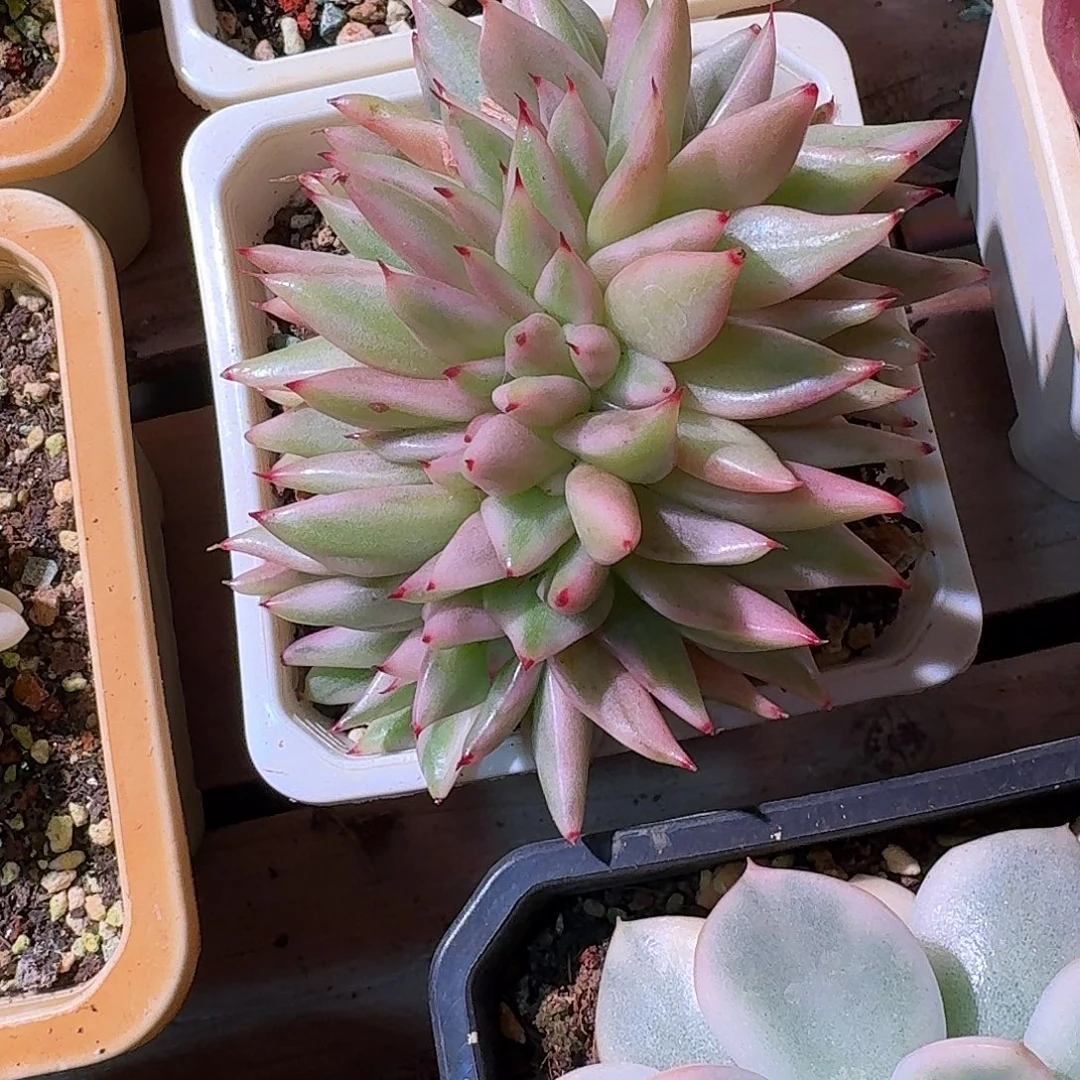 艾克魂缀化锦多肉