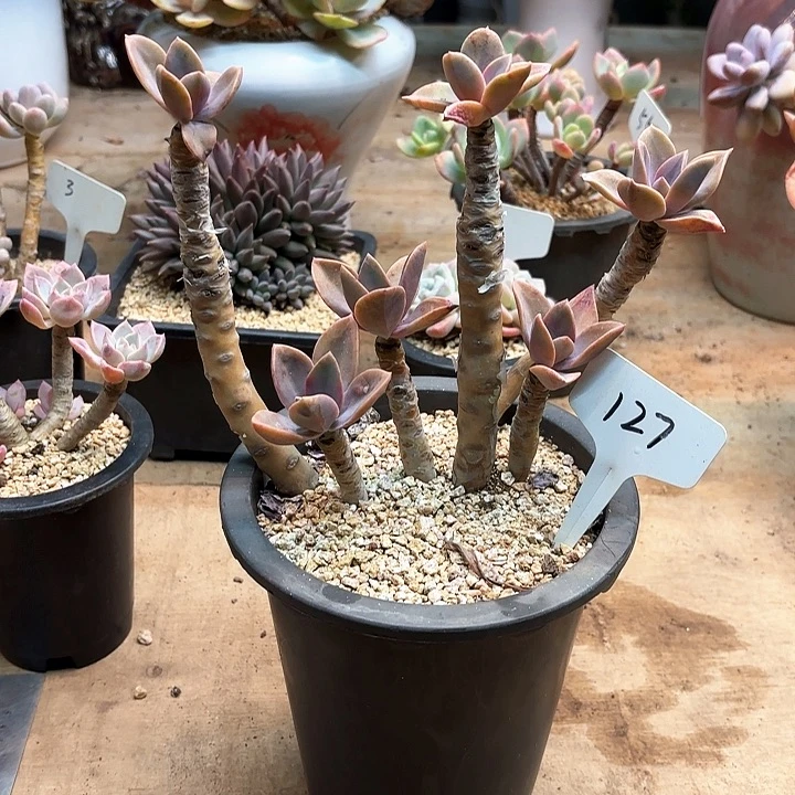 多肉植物，太妃糖127号
