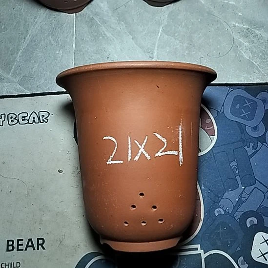 大红金钟一个花盆