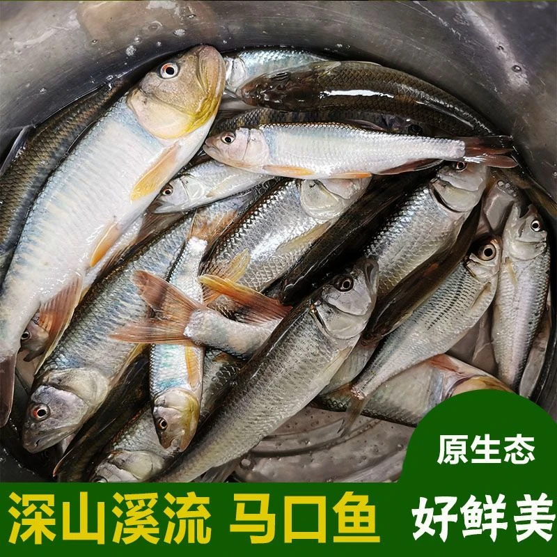 野生马口鱼桃花鱼溪流叉口鱼现杀现发