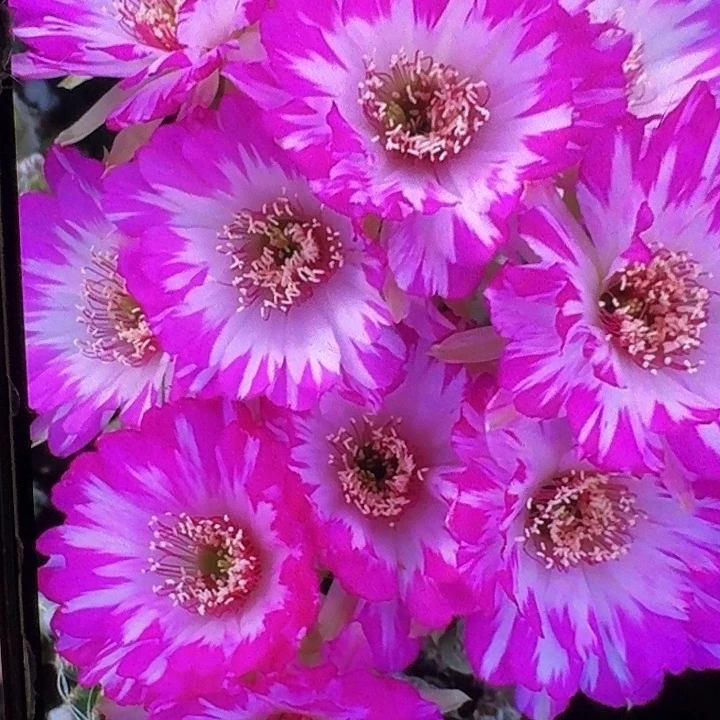 妖碟侧芽3公分丽花