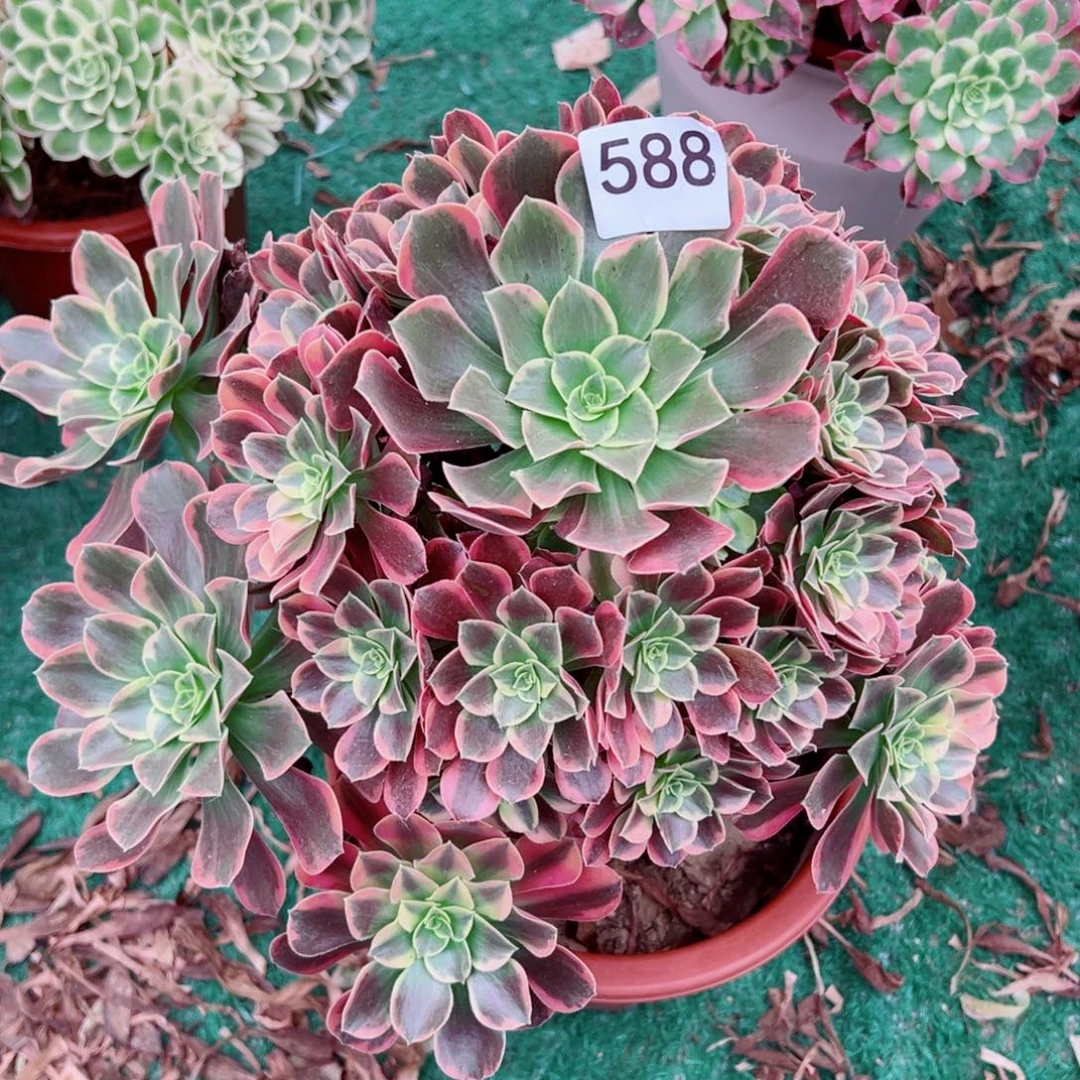 588金丝雀法师多肉植物