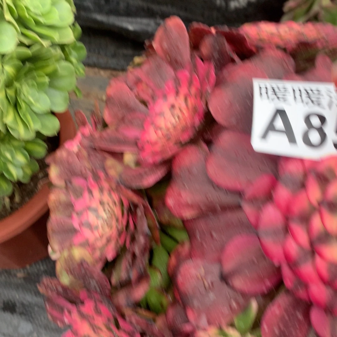 大*A851-月婵68福利福利