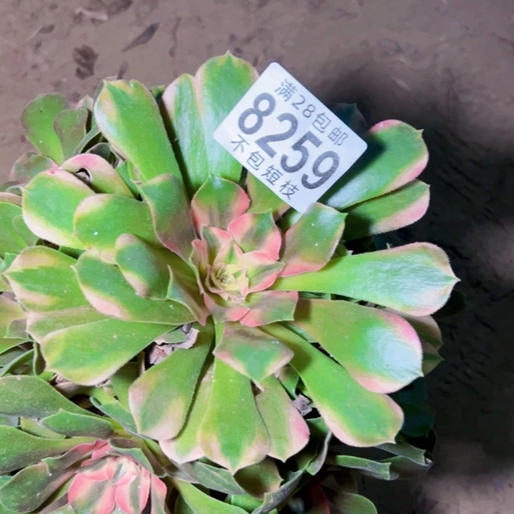 8259香妃多肉植物法师