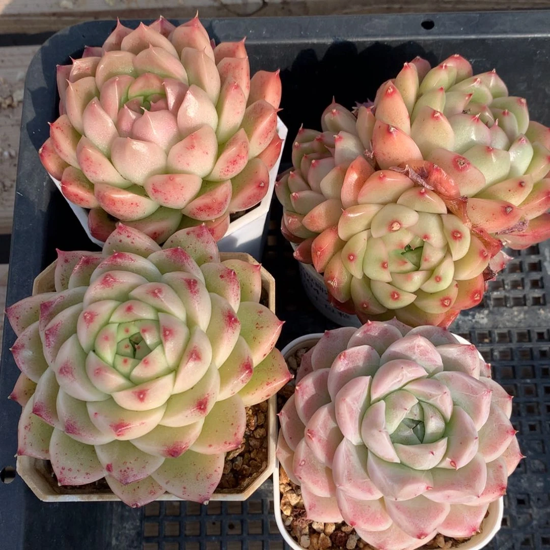 0209-57麦杆4颗优选