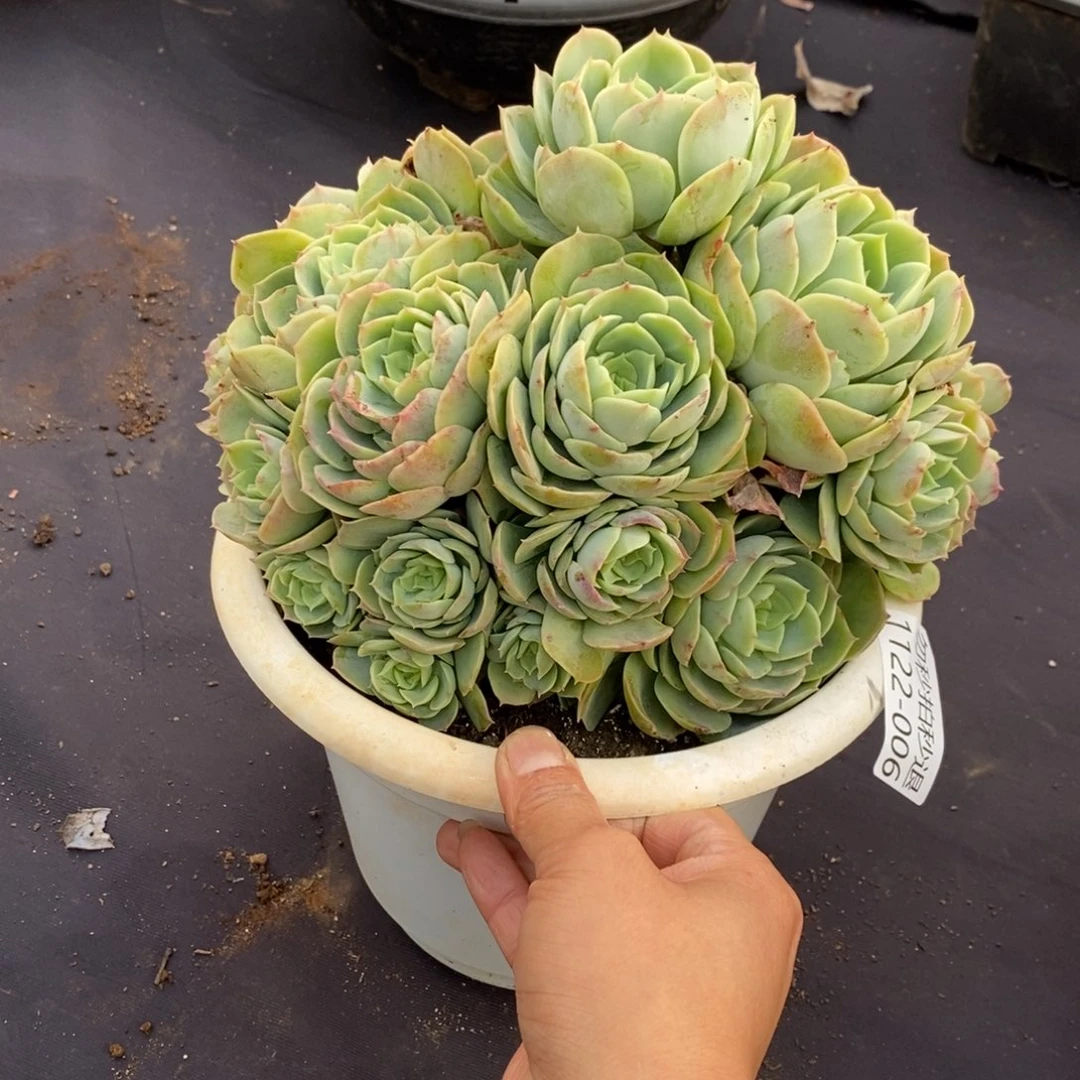 两单包邮1122-6桃花坞