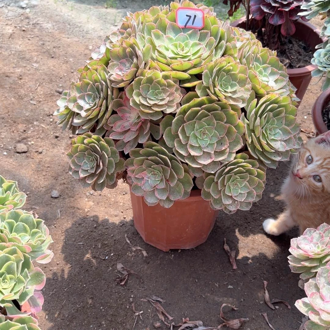 无花朵随*?71莲花座多肉植物