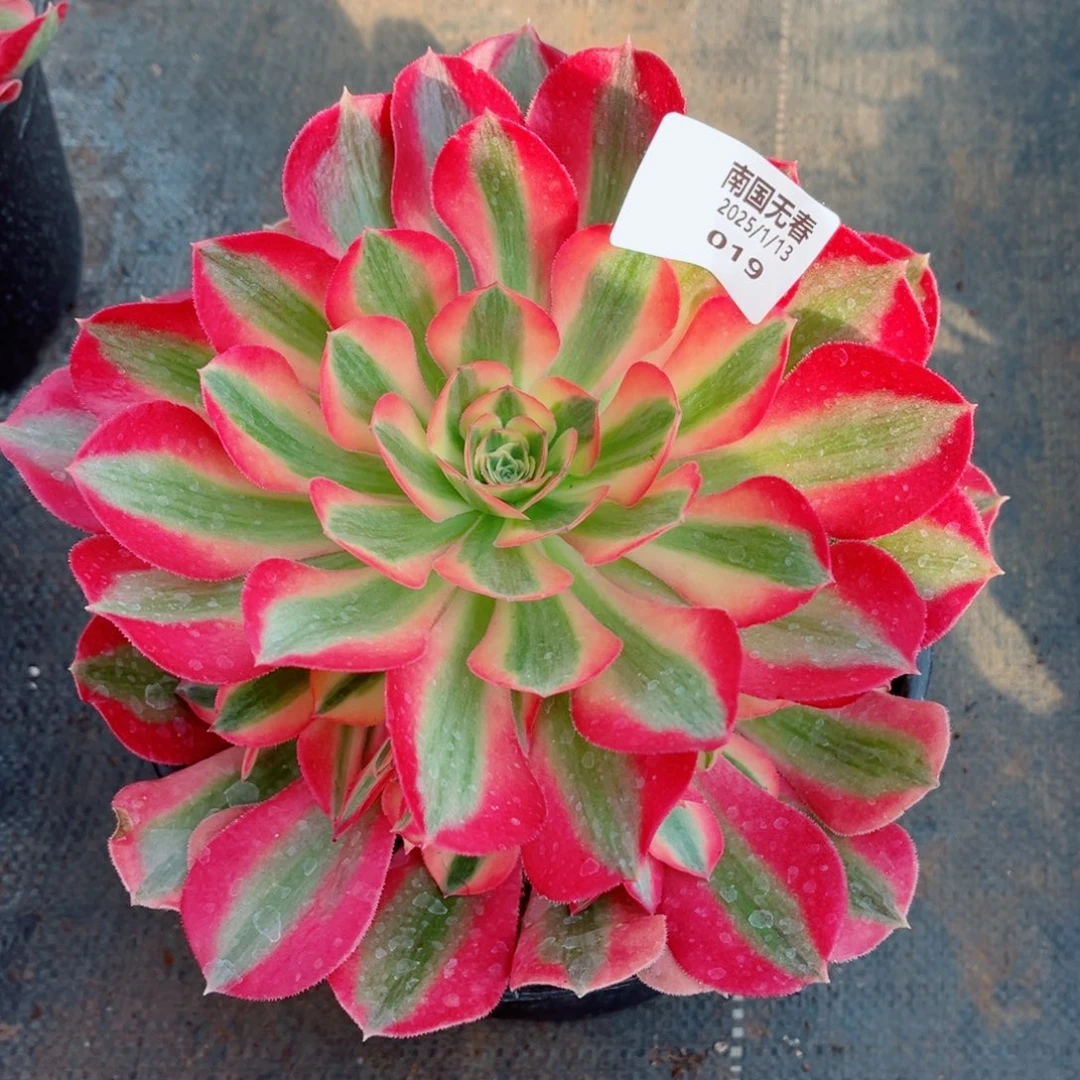 一物一拍多肉法师19