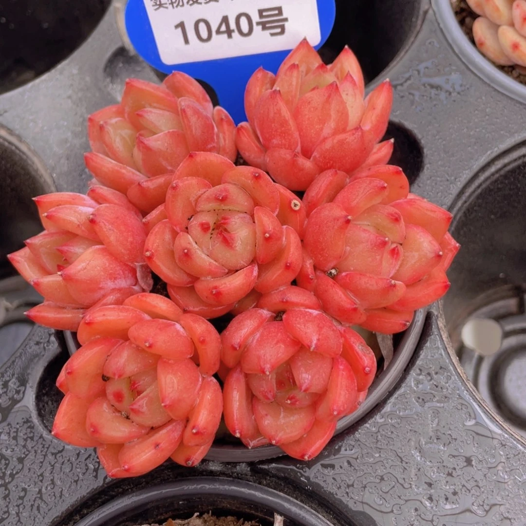 1040号 丸叶q橙七个