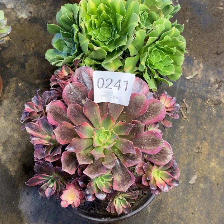 两盆多肉断头不包0241