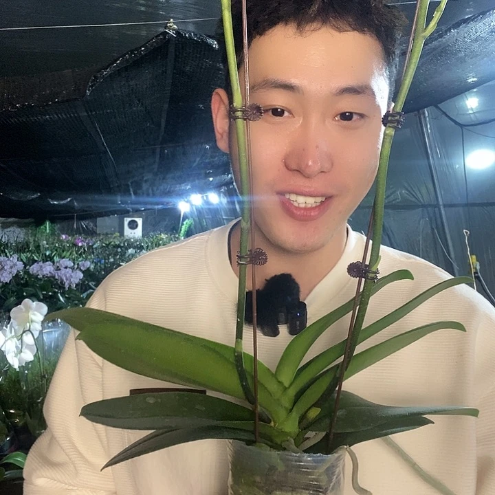 无花朵再见萤火虫