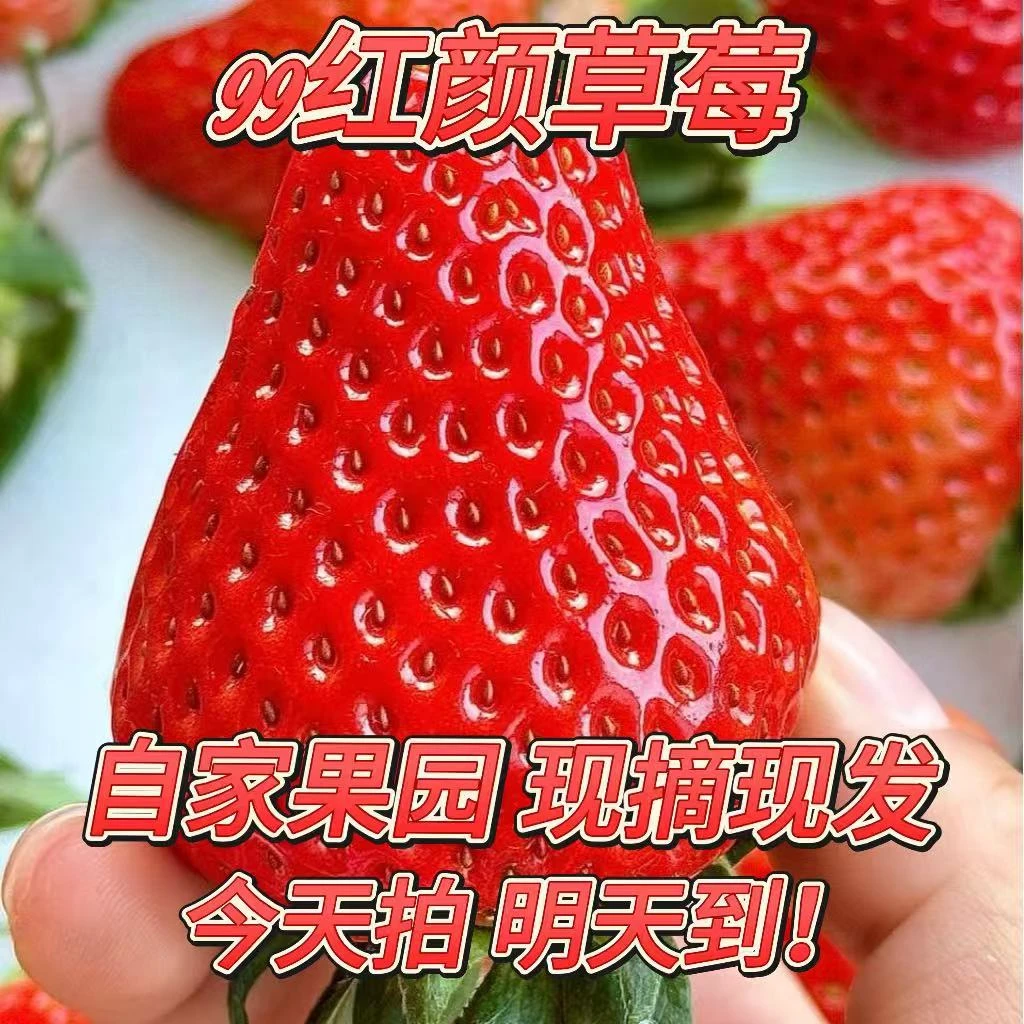 【尝鲜小果】精品99红颜草莓 四川成都本地99红颜 250g净重 坏果烂果包赔 顺丰包邮到家！川渝 今天拍 明天到！