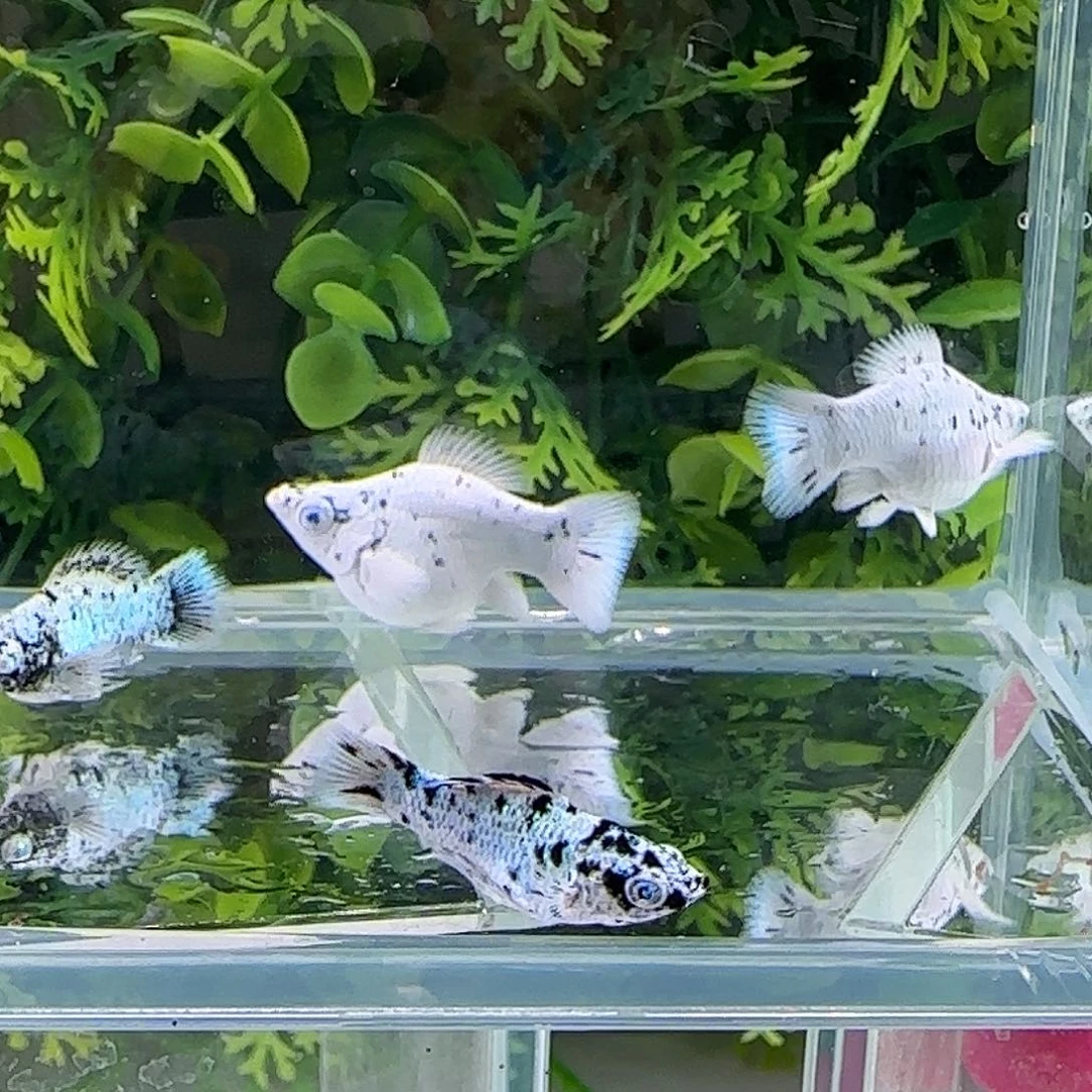 孔雀鱼钻石玛丽奶牛2对