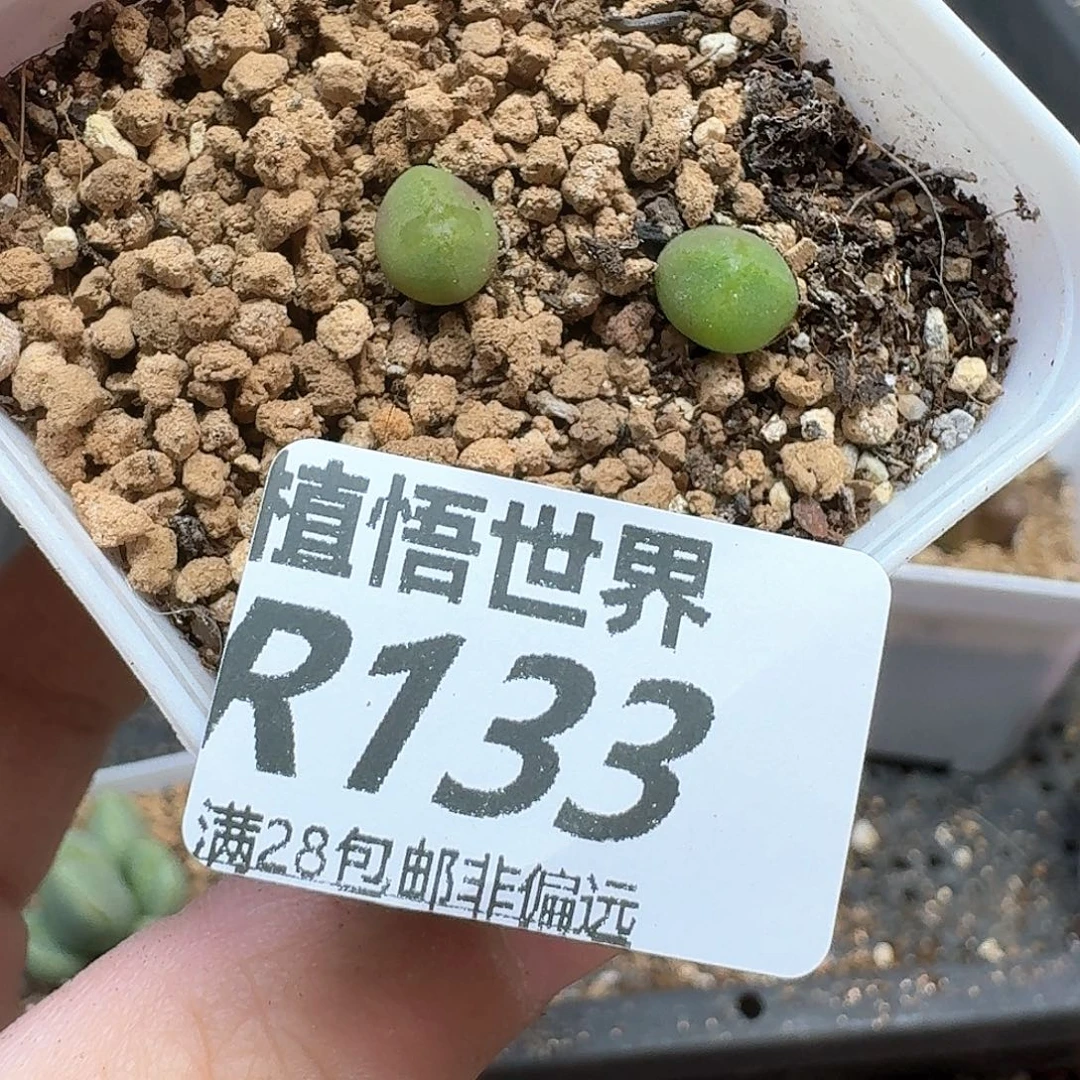 多肉植物的人生历程c