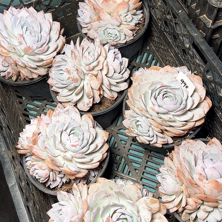 990/////////////////