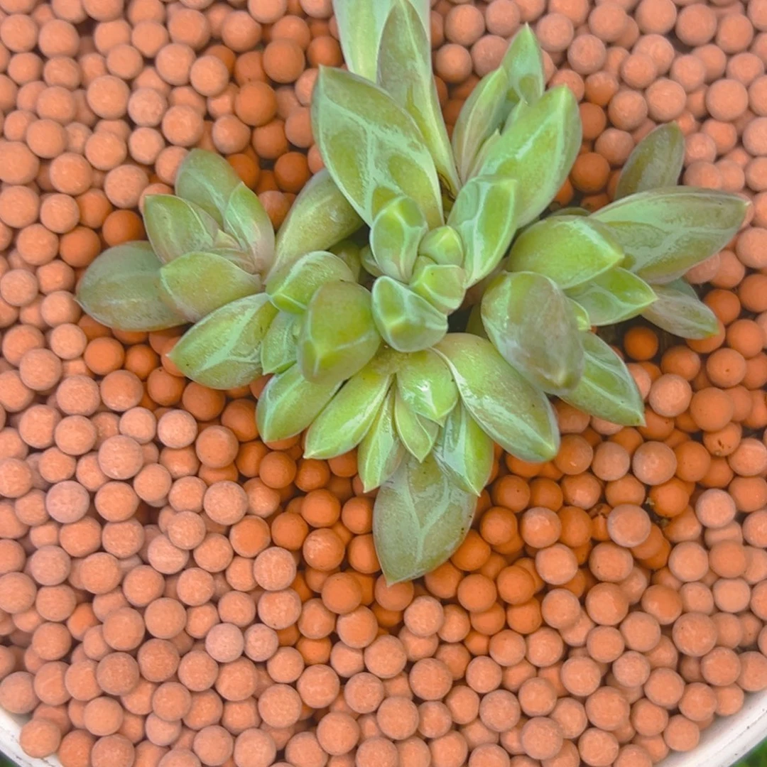 鱼****鱼姐 优选暗纹美人 寄养