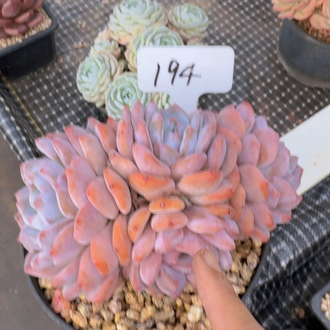 多肉植物的生长发育和