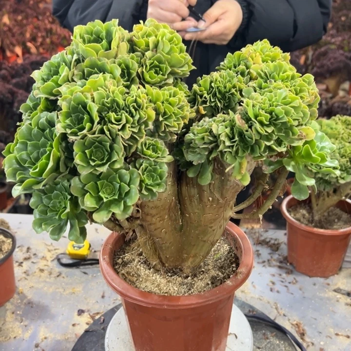 龚*瑟多肉植物绿羊绒啊啊啊啊啊