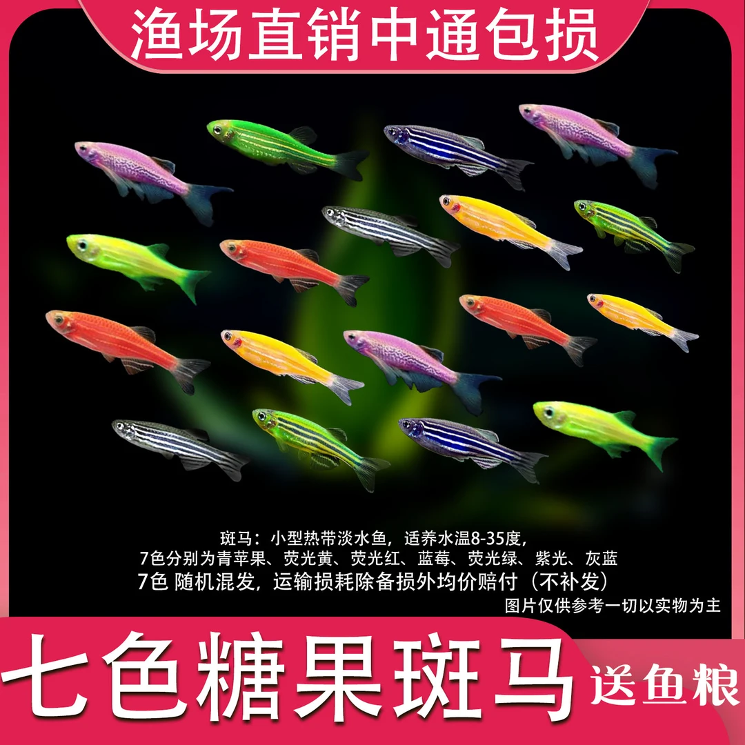 【稀少七色斑马】好养耐活淡水鱼冷水热带路损均价赔付小型观赏鱼