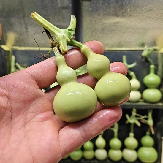 魔***方天津嘴儿咕噜咕噜