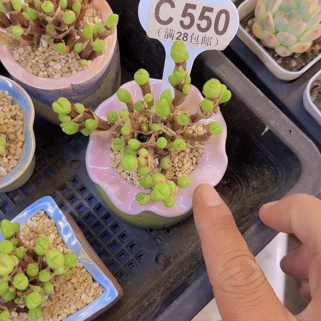C550短耳兔一物一拍