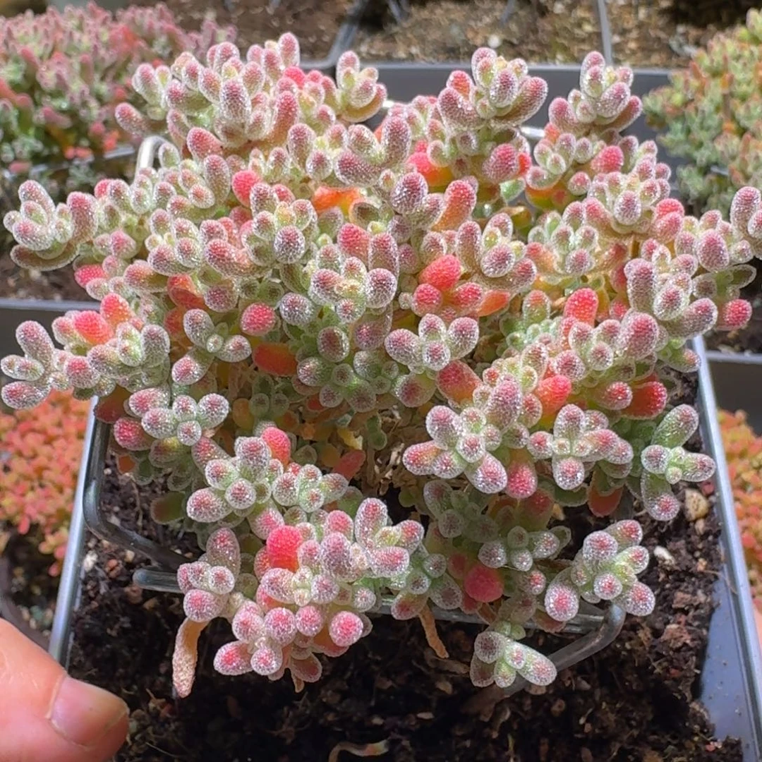 粉钻冰晶枝干番杏550