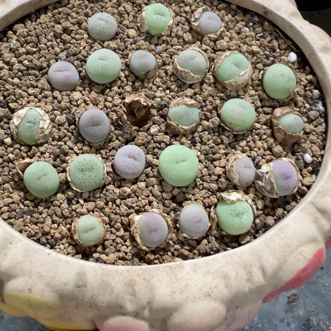 量拍爱心拳拳一颗，多肉