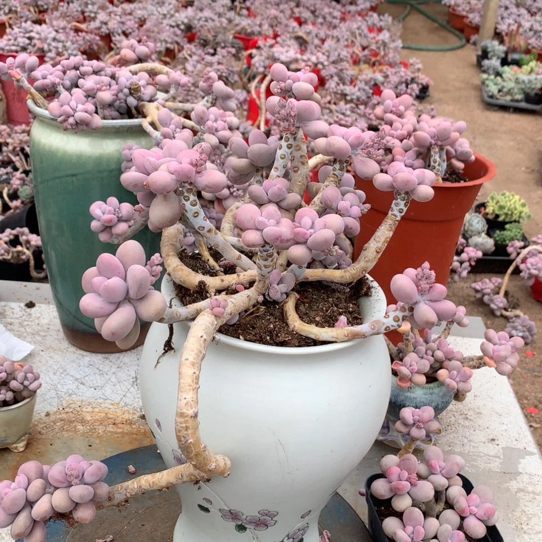 桃蛋老桩不带盆9号