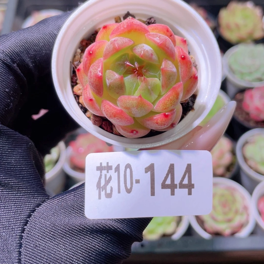 花利美10-144新品单头