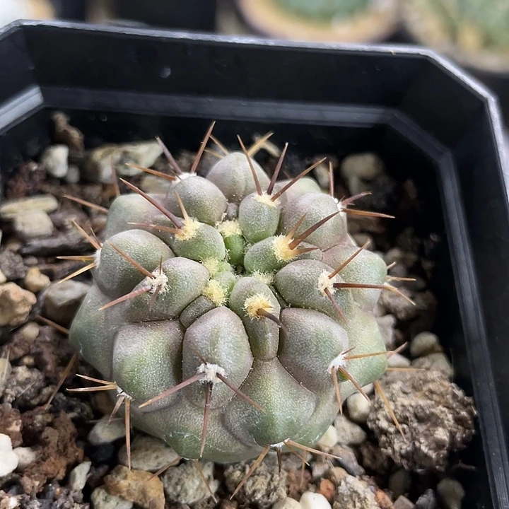 孤龙实生仙人球