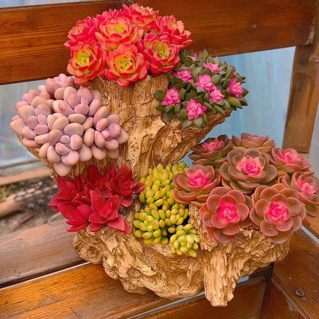 花果山木桩多肉组合花园