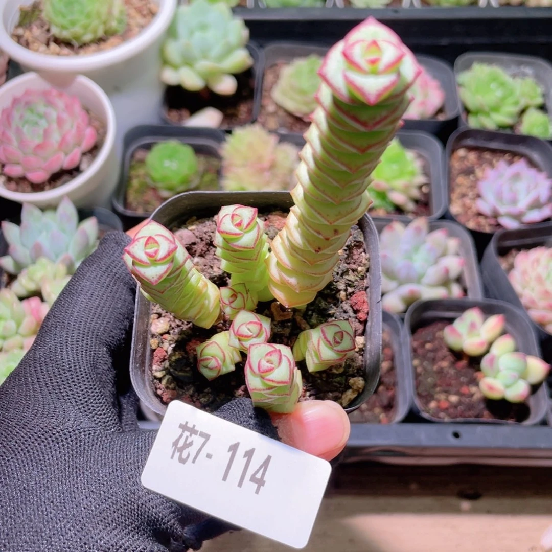 花利美 7-114钱串