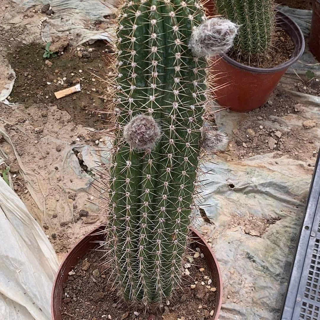 一****馆法1脱土拖盆 20包邮