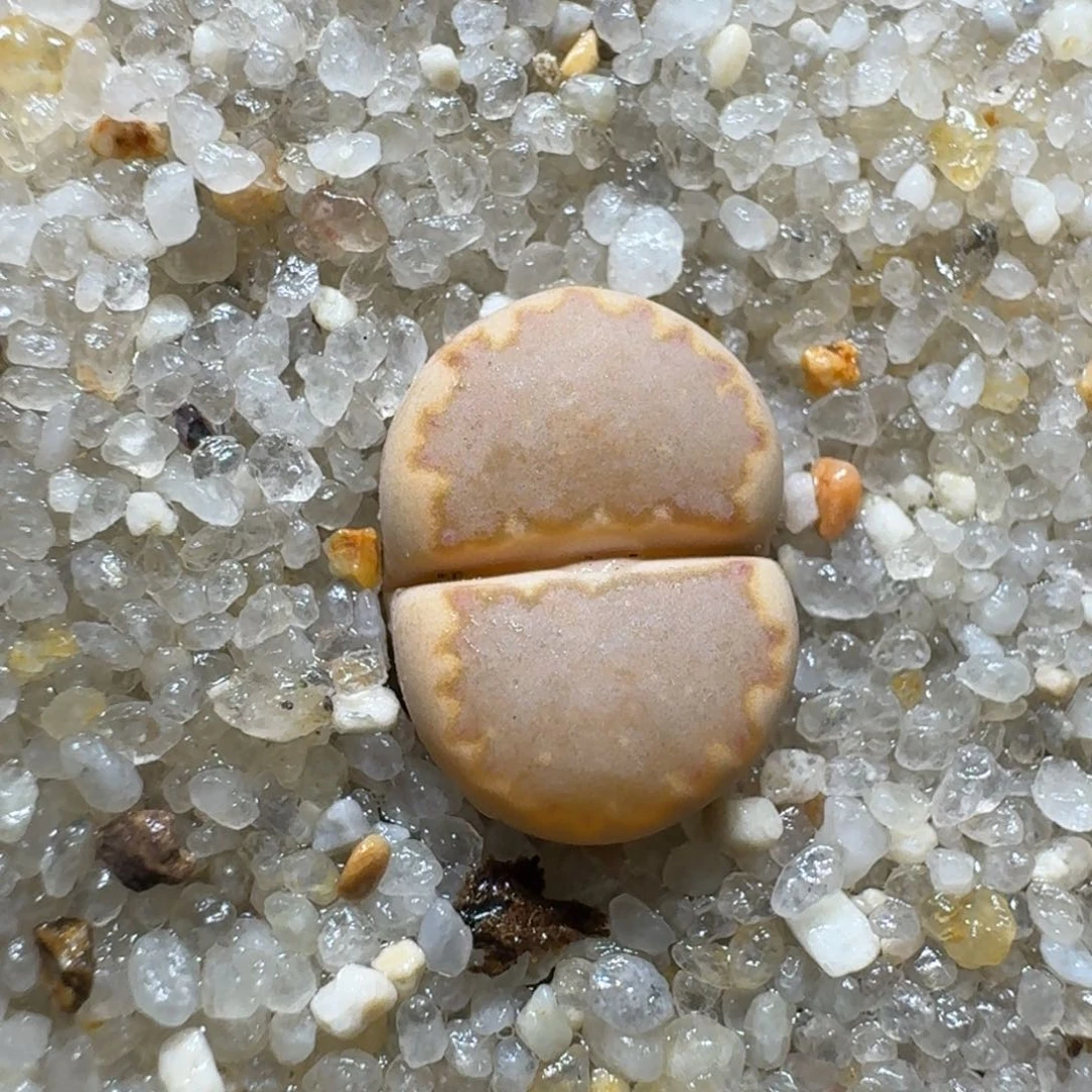 0118-43饼干编号162a