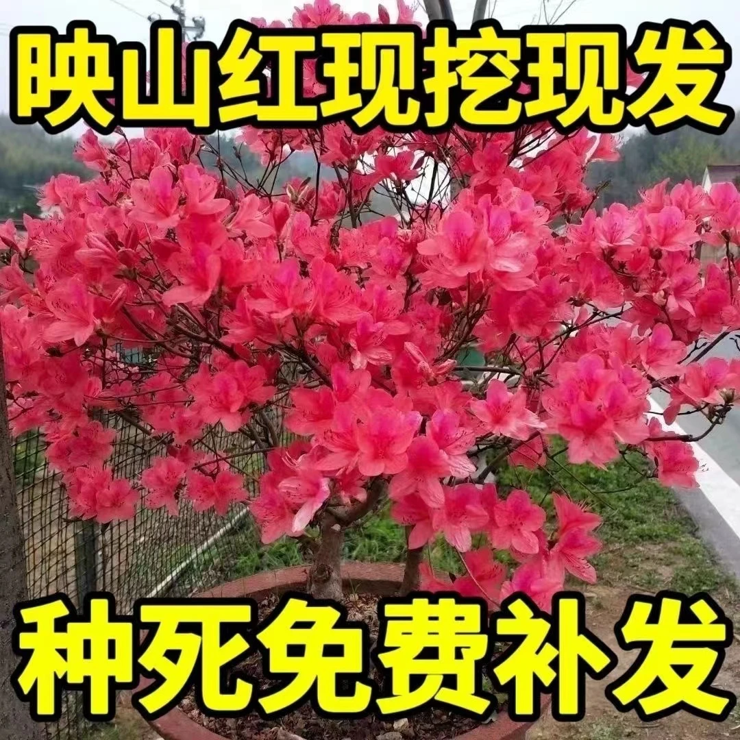 【包成活】耐寒耐热正宗映山红阳树苗庭院阳台地栽鸡血红盆栽室内外