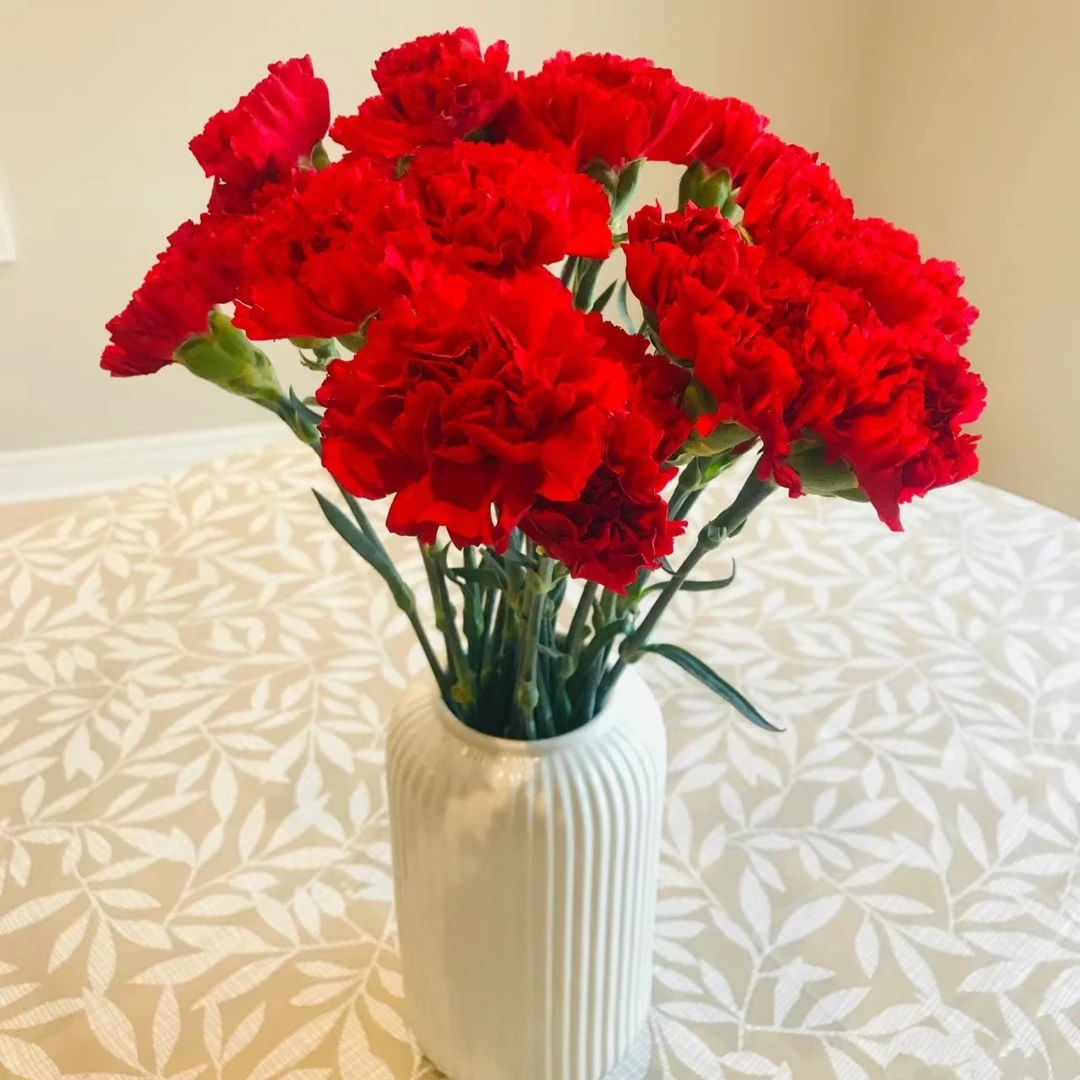 【红福康乃馨】云南基地直发【0度以下请拍保温棉】