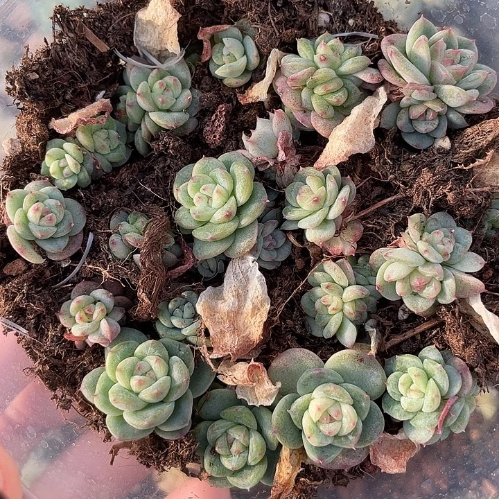 OTO多肉切糕优选2263