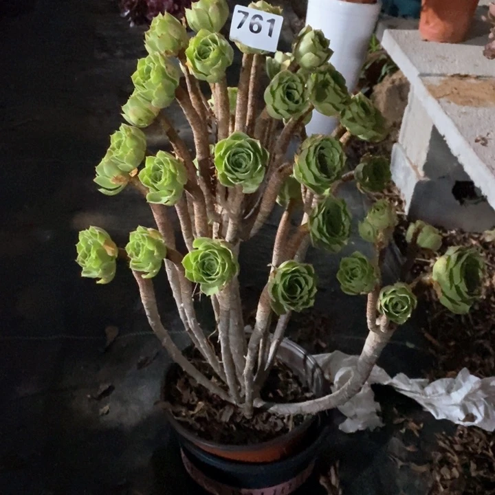 ?**煜法师植物一物一拍761