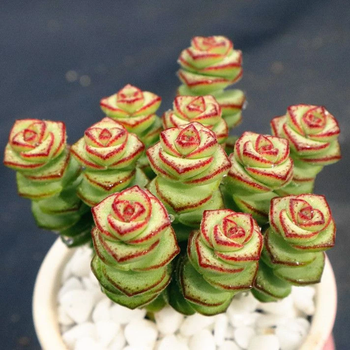 【满9.9包邮】钱串群6cm盆多肉植物庭院阳台耐活以直播间展示为主