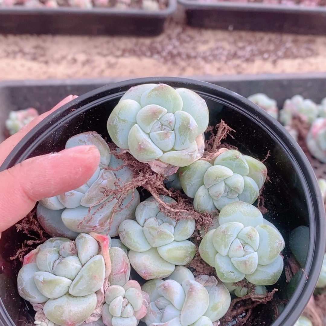 多肉植物精品切糕B749