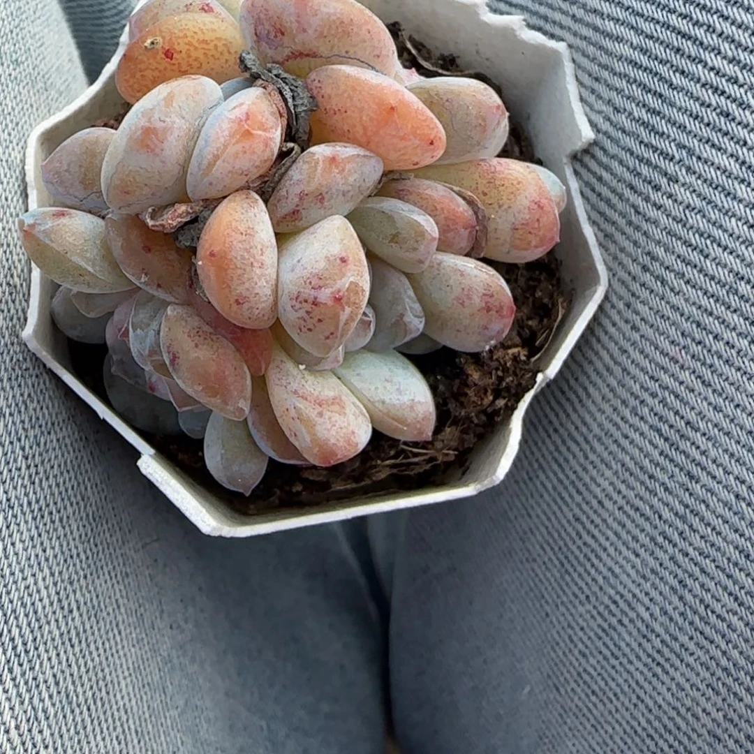 小卡拉米糖心一物一拍