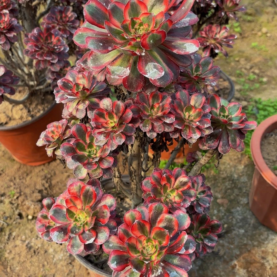 香奈儿的231一物一拍